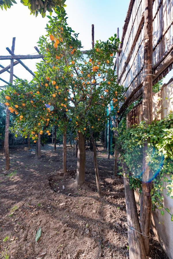 Hotel Pane E Marmellata Sant'Agnello Zewnętrze zdjęcie